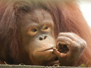 オランウータンのりな3枚目の写真