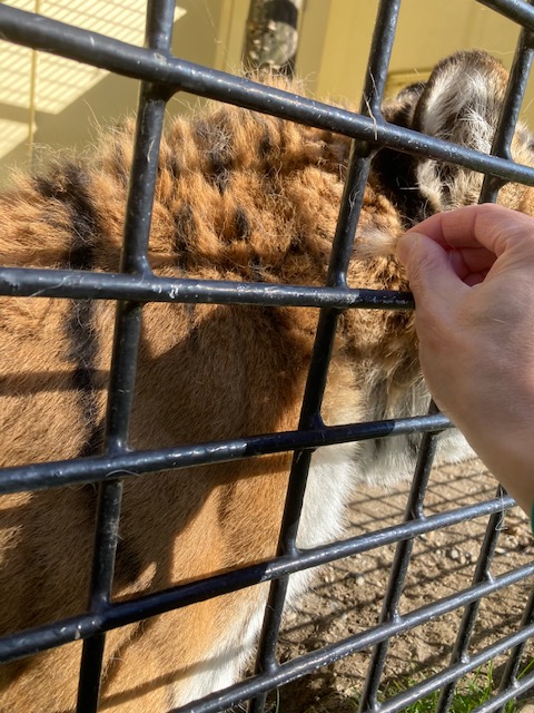 飼育員がココアの毛玉をとる写真