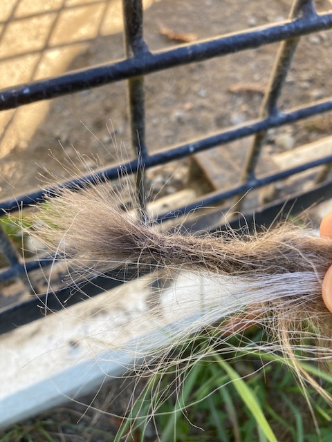 ロープのように絡まったココアの毛玉の写真