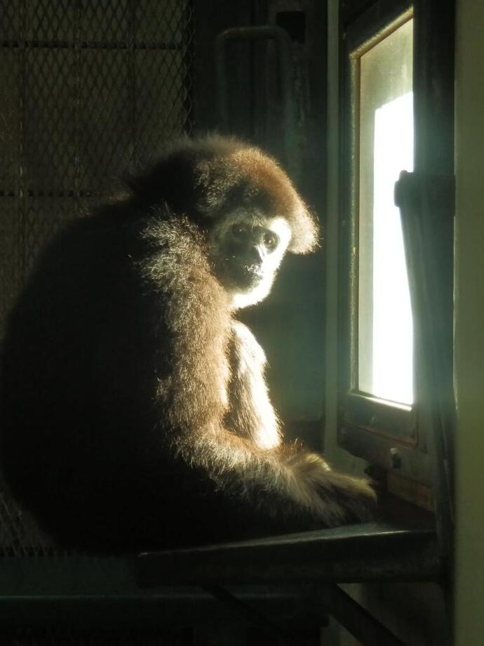 日向ぼっこしているシロテテナガザルのオンチャンの写真