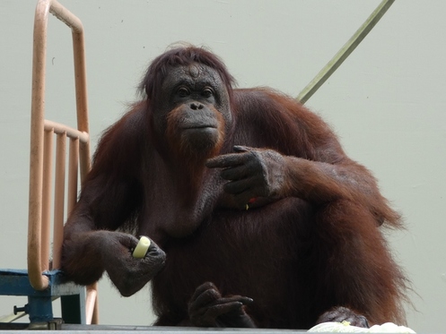 ボルネオオランウータンのメス「ロリー」の写真