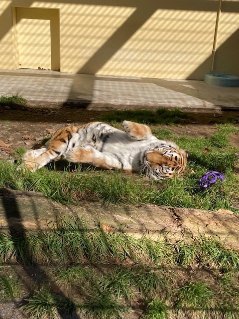 ごろごろ寝ているココアの写真