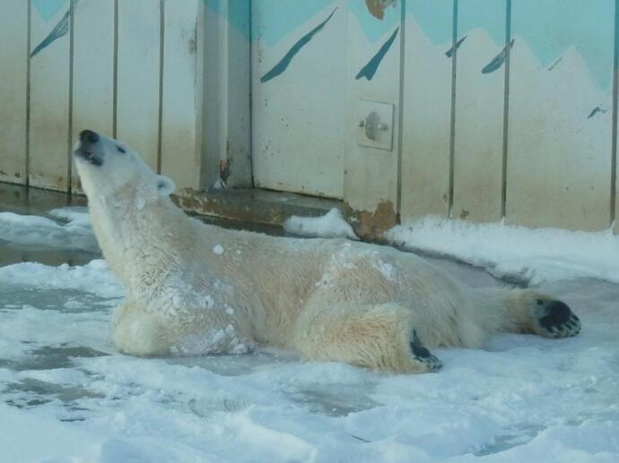 ホッキョクグマのミルクの写真