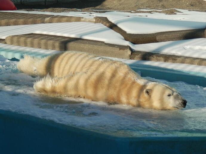 ホッキョクグマのキロルの写真3