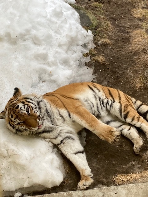 雪を枕に寝ているココアの写真