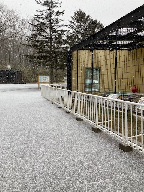 雪が降っているココア邸の写真