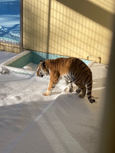 新雪を確かめるように歩き出したココアの写真