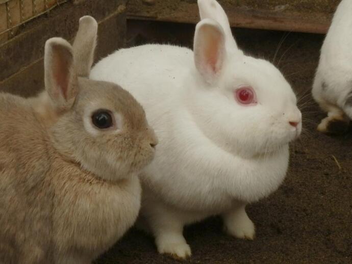 白と茶色のウサギの写真