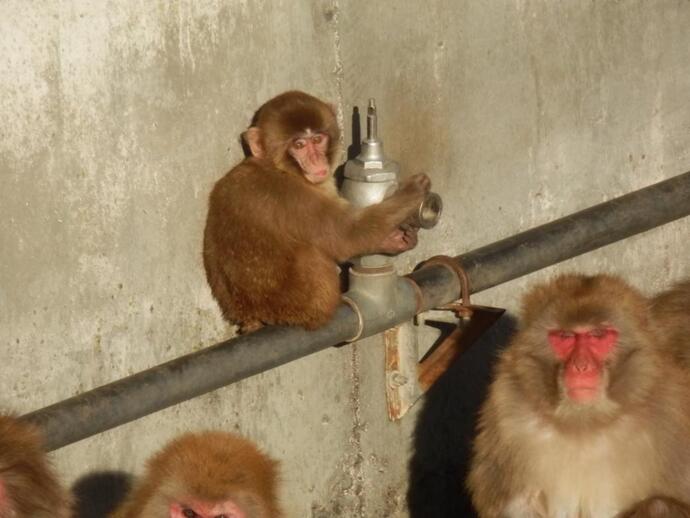 ニホンザルの赤ちゃんの写真