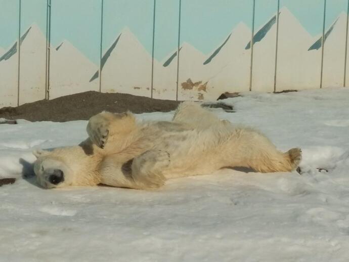 寝そべるホッキョクグマのミルクの写真