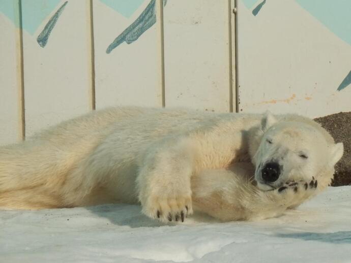 ホッキョクグマのミルクの写真