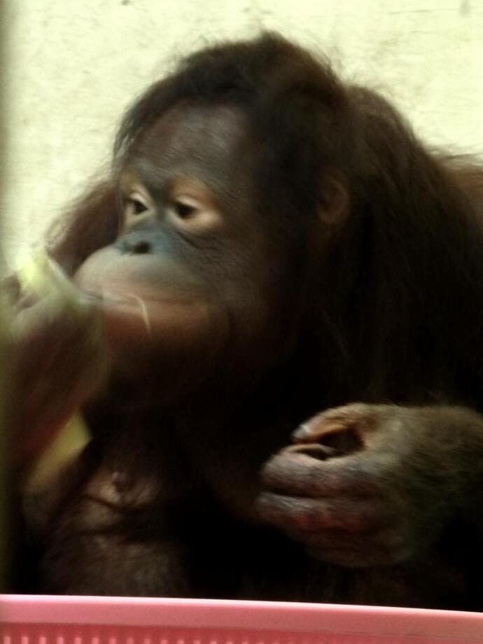 オランウータンのりなの写真