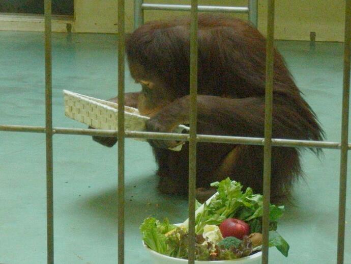 おいしそうに食べるりなの写真