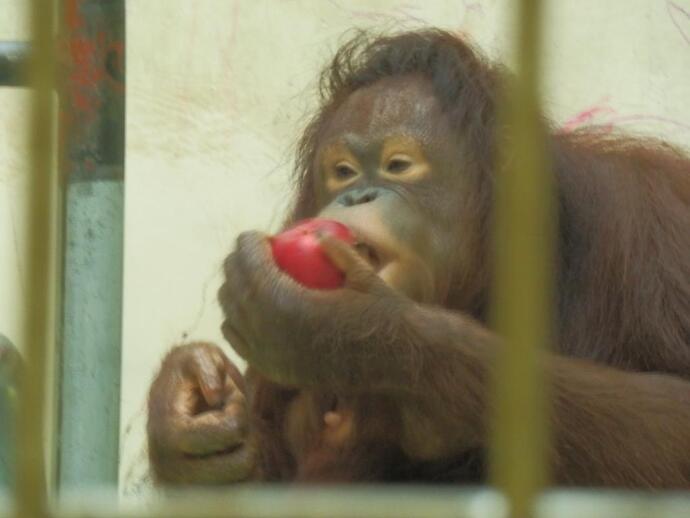 りんごを食べるりなの写真