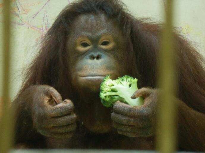 ブロッコリーを食べるりなの写真