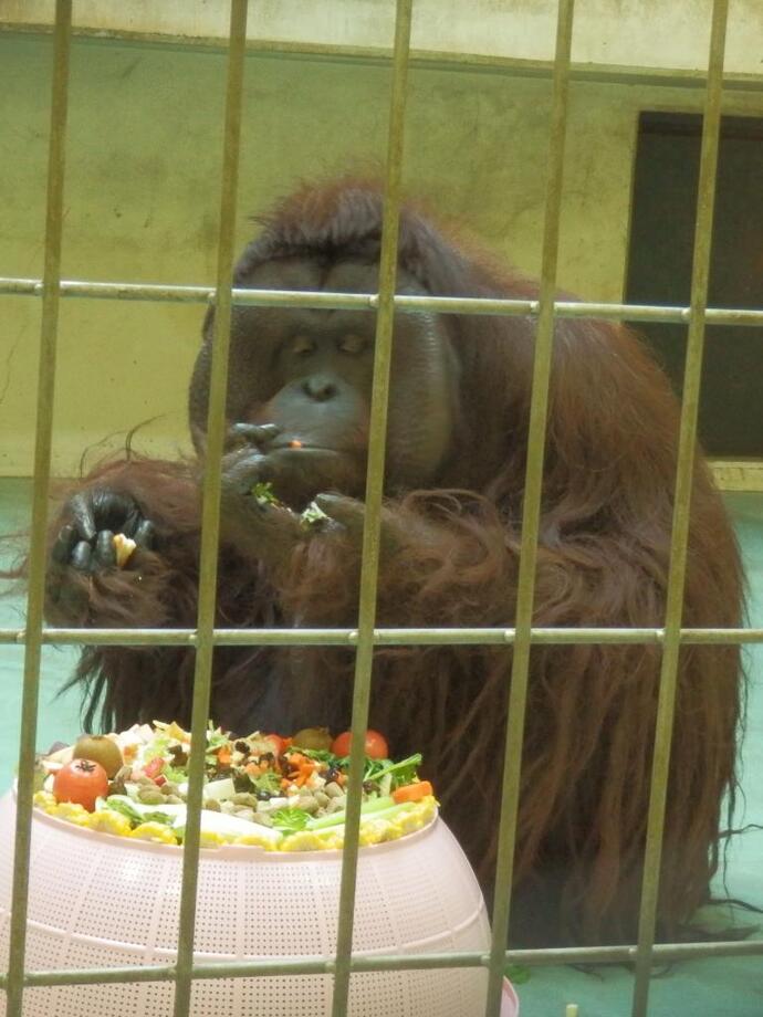 お誕生日のケーキを食べるオランウータンの弟路郎の写真