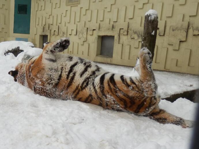 新雪の上でゴロゴロしているアサマの写真