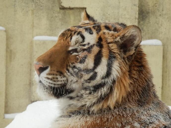 雪まみれになったアサマの写真