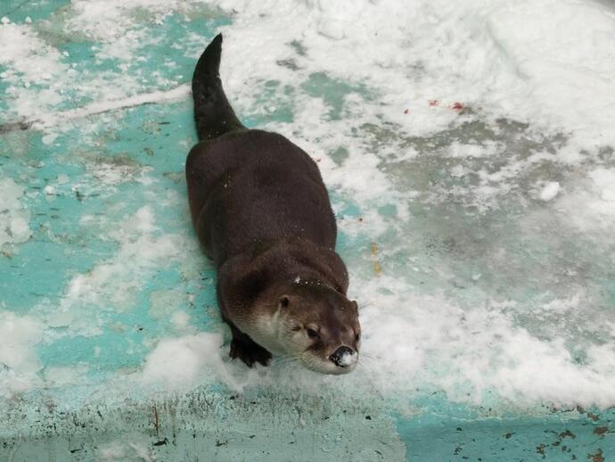 鼻先に雪をつけたカナダカワウソのチャッピーの写真