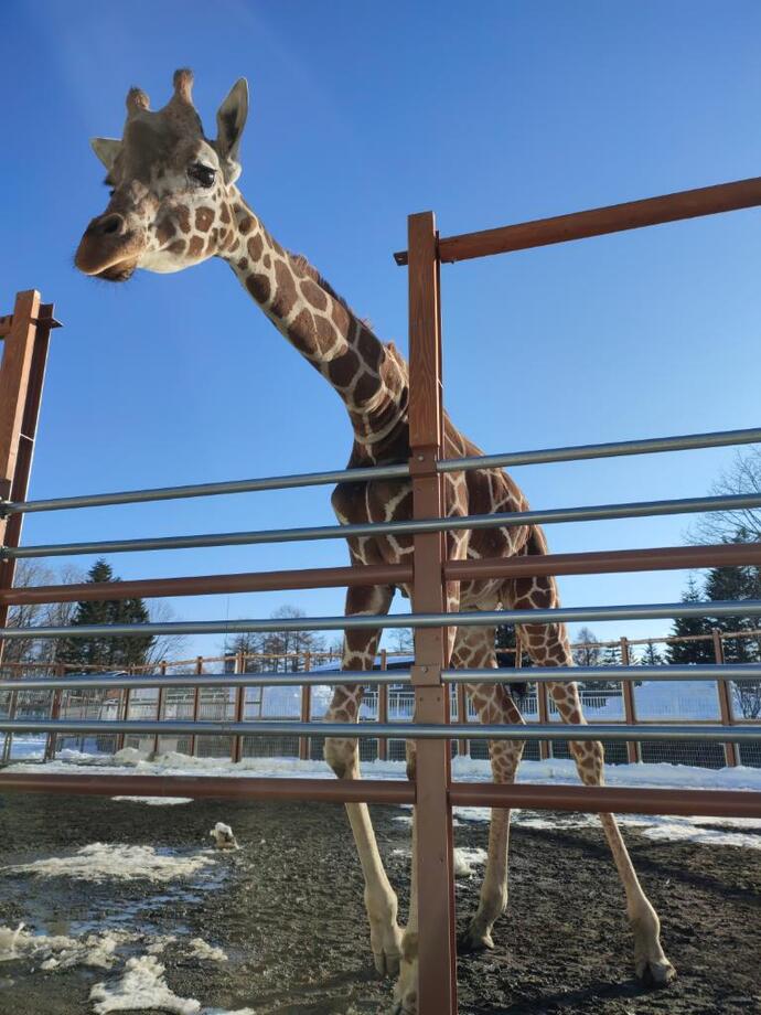 アミメキリンのコハクの写真