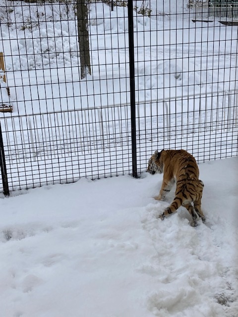 歩き出したココアの写真