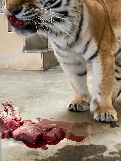 シカ肉を食べている写真