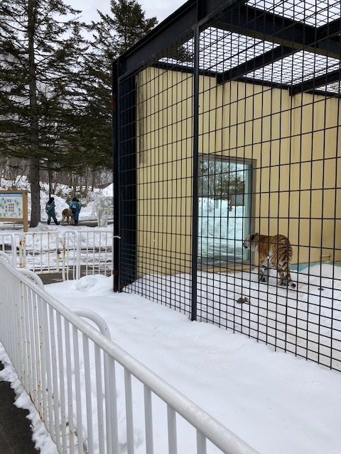 ココアの後ろ姿の写真