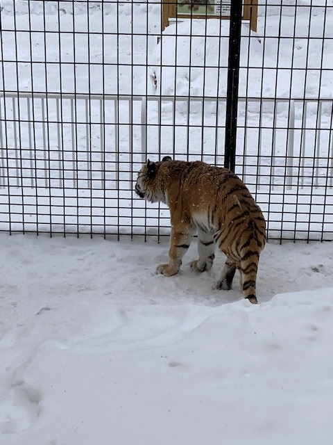 雪の中のココアの写真