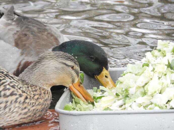 オスとメスが仲良くエサを食べる写真