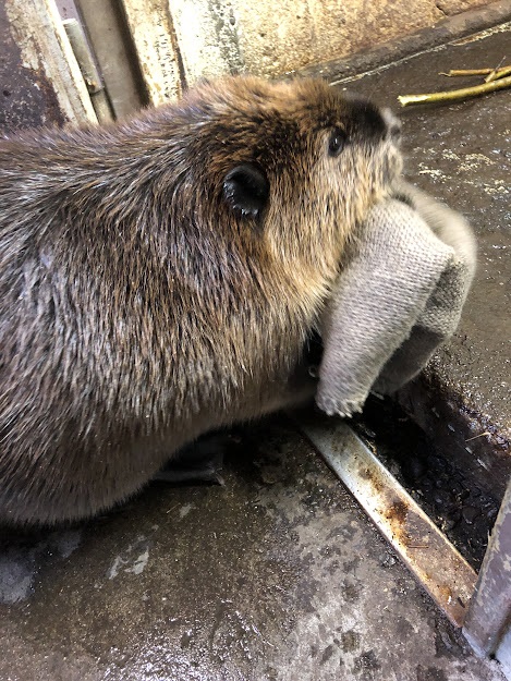 麻袋を運ぶ菊丸のアップ写真