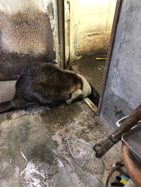 麻袋を運ぶアメリカビーバー菊丸の写真