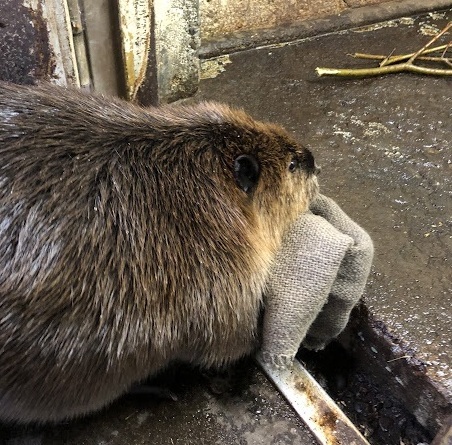 麻袋を運ぶ菊丸のアップ写真