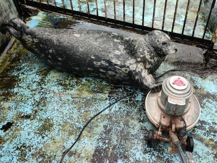 洗浄機にふれるゼニガタアザラシの写真