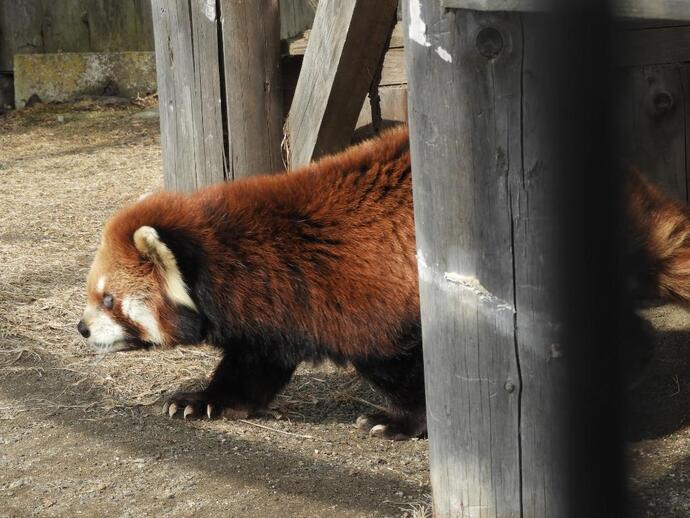 レッサーパンダのコーアイの写真