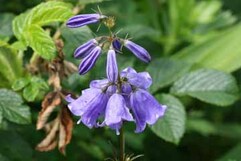 写真：春採湖畔の植物6