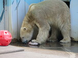 ニジマスを食べるキロルの写真