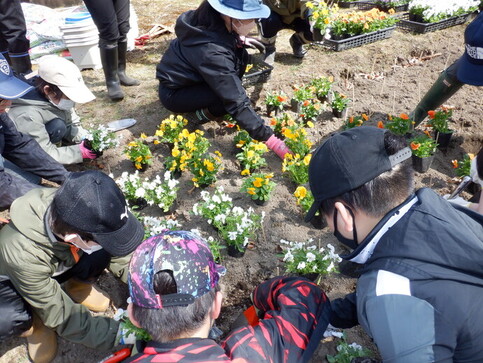 パンジー移植作業の様子1