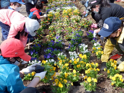 パンジー移植作業の様子2