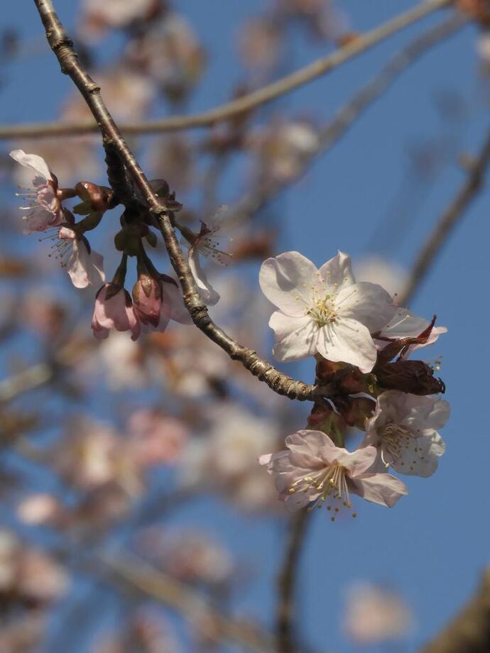 桜の写真