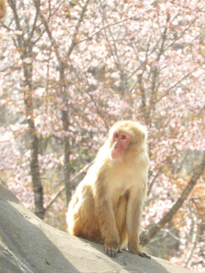 桜の写真