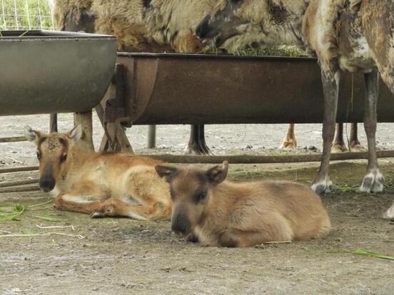 トナカイの写真