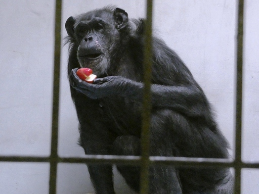 チンパンジー「ユウコ」の写真