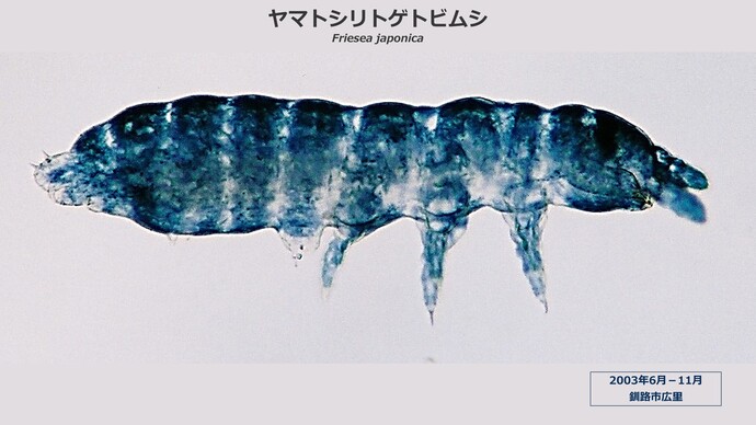 写真：ヤマトシリトゲトビムシ