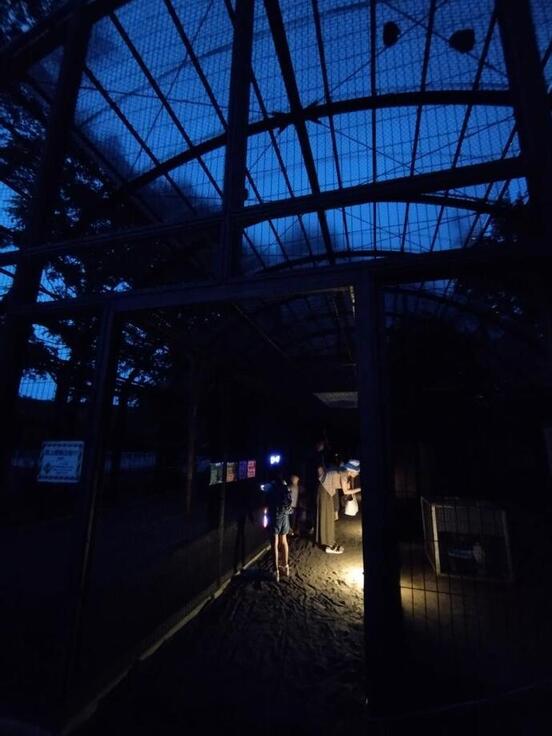 夜の動物園まつりの写真2