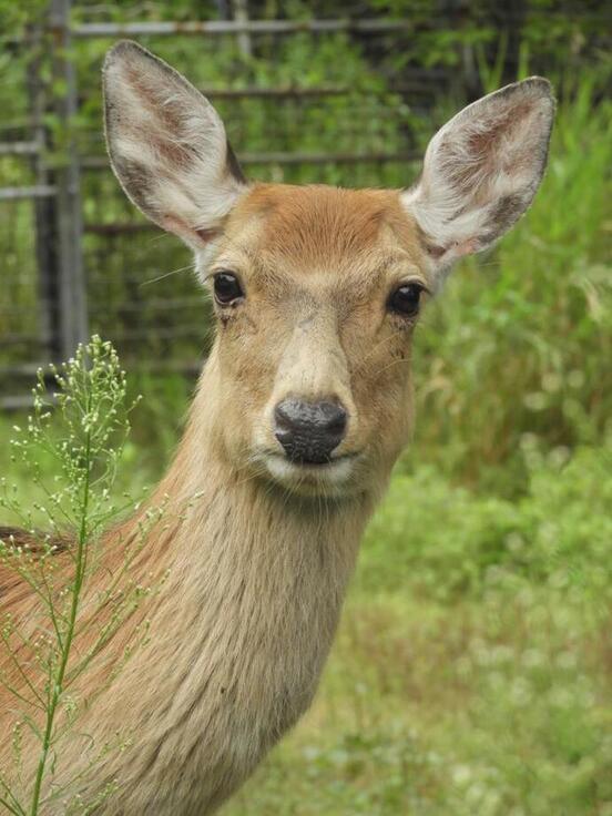 しいちゃんの写真1