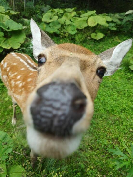 しいちゃんの写真