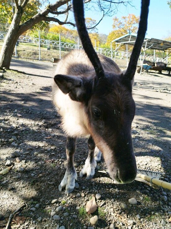 ピコロの仔の写真