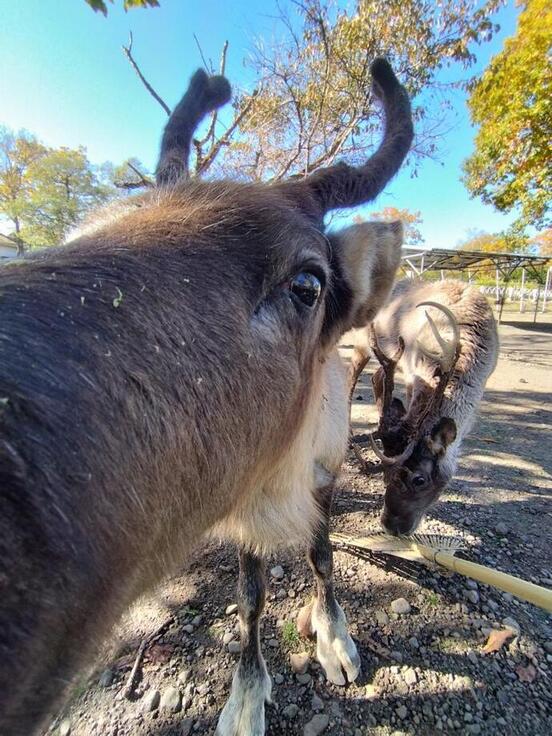 トナカイの写真