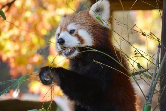 シンゲンの写真