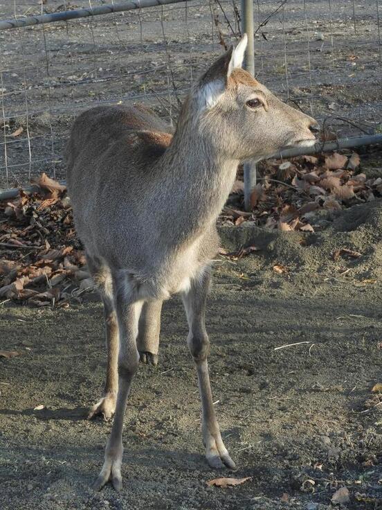 しいちゃんの写真